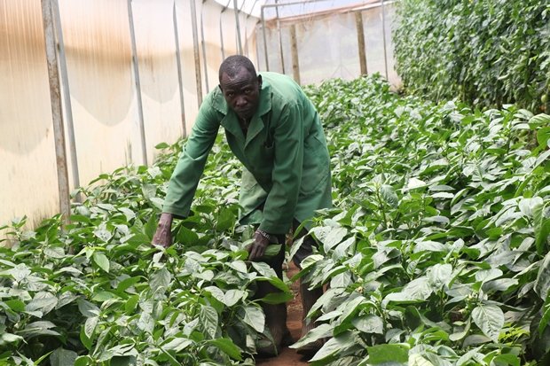 Cash crops like coffee, pyrethrum and cotton were once the pride of the county. The county government is in the process of reviving and restoring the cash crop production sector of the county.