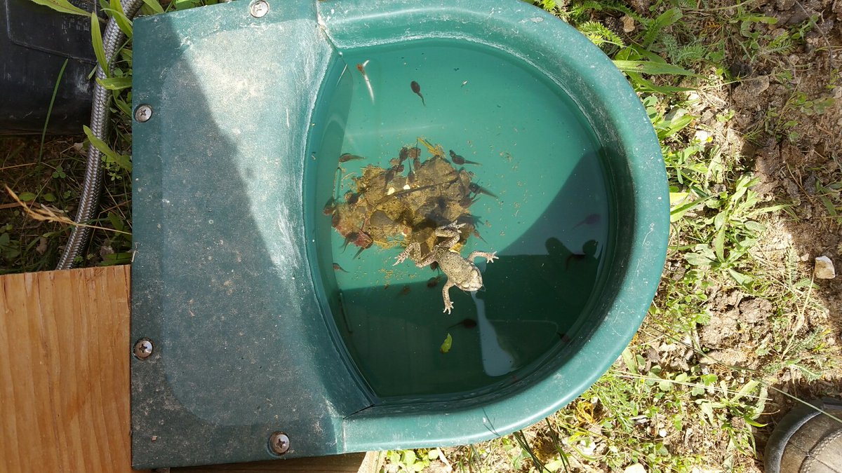 Ecomouton's tweet photo. Prenez le temps d'observer la #biodiversité qui vit sur les pâtures entretenues par nos #moutons : papillons, canards, lièvres, mais aussi grenouilles profitent de  l' #écopâturage et cohabitent en toute tranquillité avec eux. https://t.co/uLtuxxFAwr