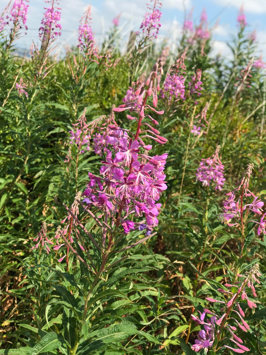 BeeFriends_'s tweet image. I took these yesterday on my walk up to Darwen Tower. Was lovely seeing so many wildflowers, butterflies and bees