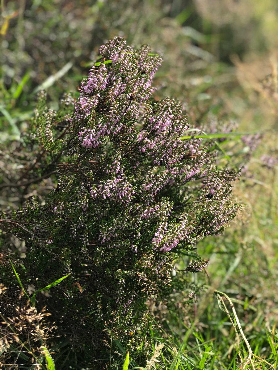 BeeFriends_'s tweet image. I took these yesterday on my walk up to Darwen Tower. Was lovely seeing so many wildflowers, butterflies and bees