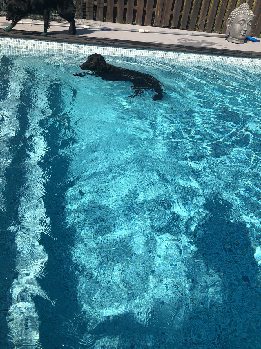 Ujander's tweet image. Snabbast i poolen en måndagsmorgon