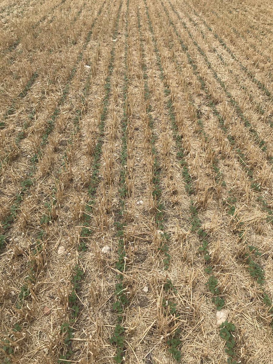 PierreA_17's tweet photo. #semisdirect de sarrasin réussi avec mon Sprinter @HORSCH_France monté en pointes Metcalfe @jjmandson malgré la sécheresse qui s’installe en Charente maritime. Super collaboration avec @fredericremy95 pour la réalisation de ce projet https://t.co/uhw3MI5eHK