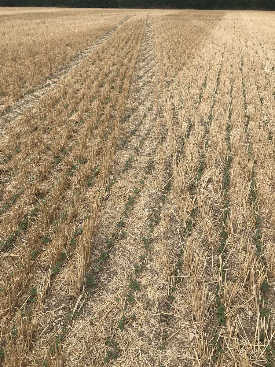 PierreA_17's tweet photo. #semisdirect de sarrasin réussi avec mon Sprinter @HORSCH_France monté en pointes Metcalfe @jjmandson malgré la sécheresse qui s’installe en Charente maritime. Super collaboration avec @fredericremy95 pour la réalisation de ce projet https://t.co/uhw3MI5eHK