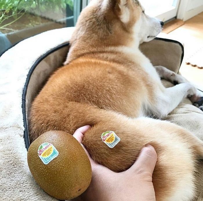 autorymous's tweet photo. @inspectorboxer @zennie_fic
Hope today brings you smiles!🌞

(The other day, my sister showed me these pictures she found on some random site &amp; I saved them bc I knew they needed to be shared with the world.) https://t.co/oQjdAPoCRl