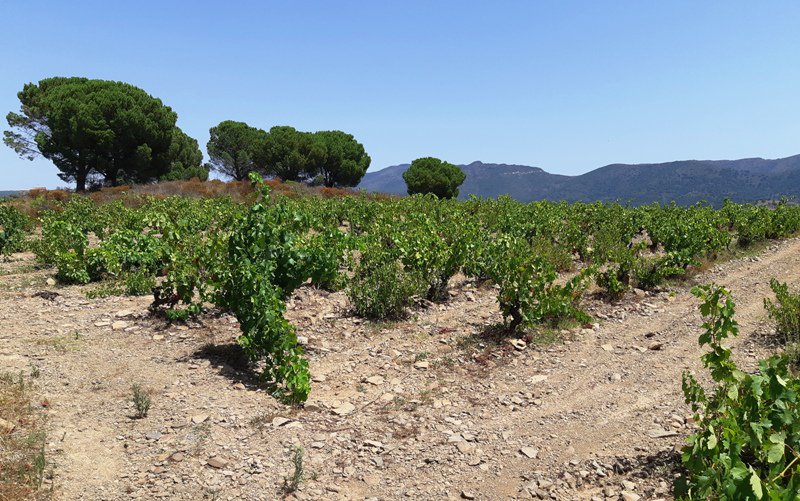 CellerEspelt's tweet photo. #Enoturisme a les vinyes velles, molt velles de #Rabós amb tast de vi de #terroir > #ComaBruna @DOEmporda https://t.co/LIDyLNm088 I aquest divendres 20 de juliol, descobrim la lleva del #suro. Us apunteu? #vicatalà #paisatge #cultura https://t.co/54kl7Gs4MP