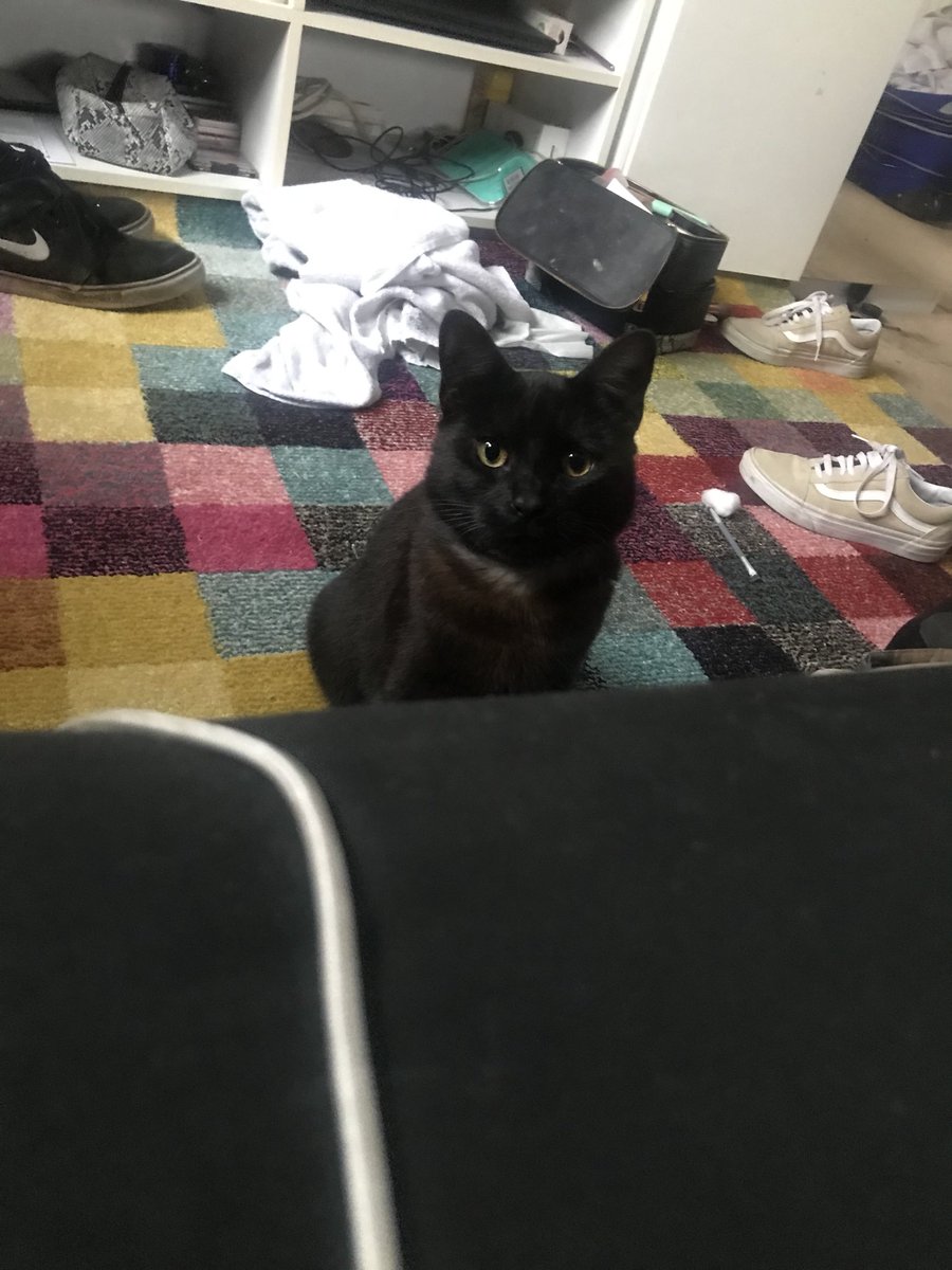 Denchkebab's tweet photo. @CobwebJr Black cat appreciation post https://t.co/B3tuz5ZcLE