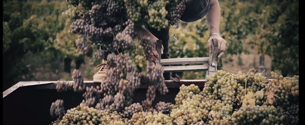 Le festival Oenovidéo 2018 a récompensé "Souvenirs de Vendanges" de  notre adhérent One Wine Production du prix du meilleur film corporate !  Un clip vidéo qui retrace la journée de deux équipes de vendangeurs pour  les vins de Bergerac-Duras.   

vimeo.com/250021639