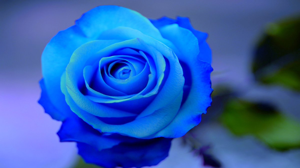 青い薔薇 0521aoibara0927 Twitter 青い薔薇 0521aoibara0927 Twitter