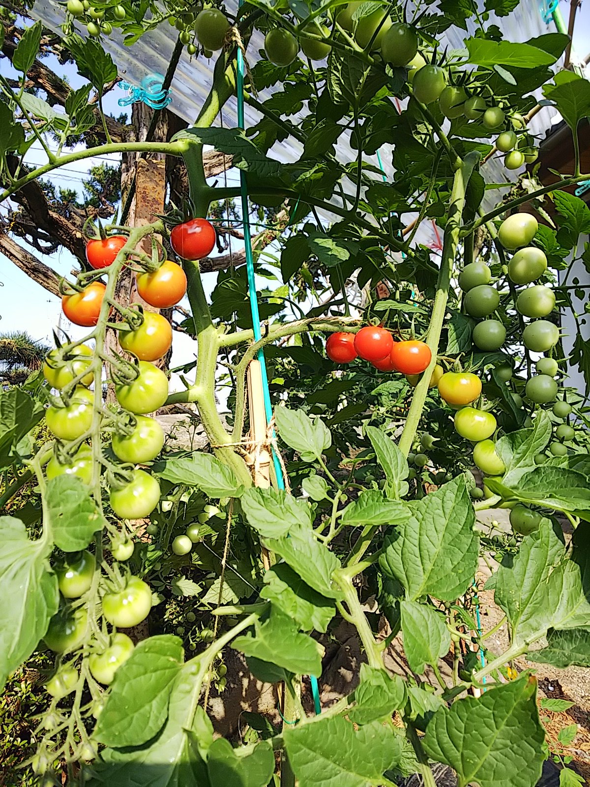 信州発 家庭菜園 Q S Natural Garden ミニトマト の ピンキー 赤 と キラーズ 黄 です どっちがどっちか忘れてしまった 色づいてこないと分かりませんね T Co Hhstowmkio Twitter
