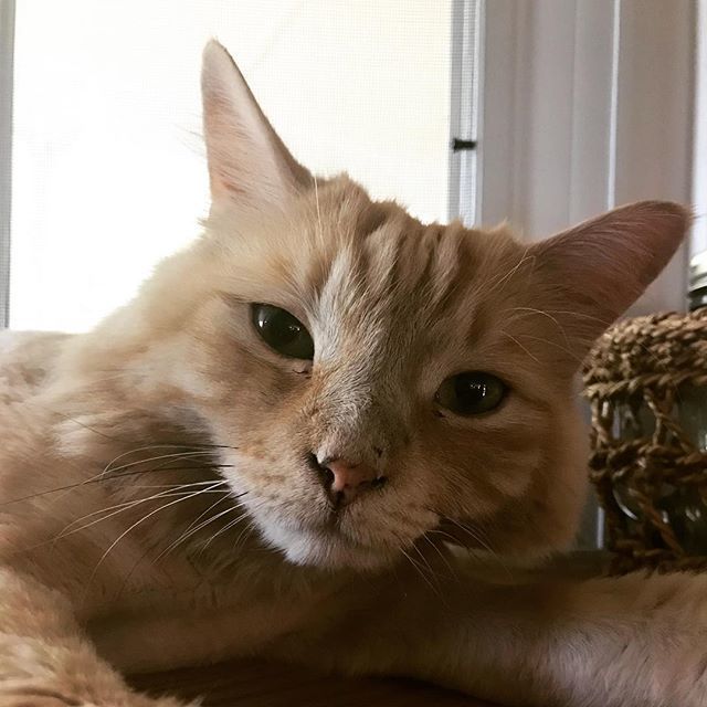 vt4cats's tweet image. Cousin Dr. Anna &amp;amp; Dr. Al’s handsome kitty, Tollie (with a lion cut)❤️ #catsofnewjersey #pennvet #catsofnj #mustlovecats #lioncut ift.tt/2LbgRQ2