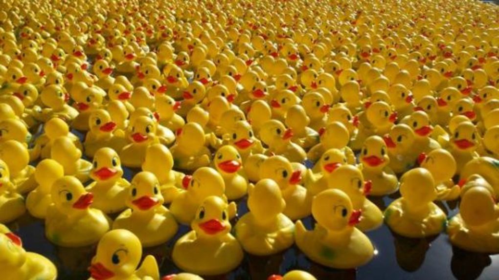 ToulouseCancer's tweet photo. Le 23 septembre, participez à la première Duck Race à #Toulouse : une course de canards en plastique, prenant la forme d’une loterie géante... 

Vous pouvez soutenir la #recherche contre le #cancer avec cette course en achetant votre canard ici https://t.co/OKGdtWtOKt https://t.co/T1lQJ8D8RE