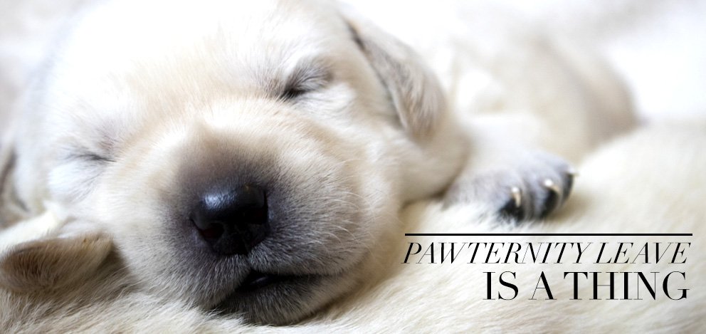 GetLeashed's tweet photo. Paternity leave is the next shift in corporate culture. https://t.co/nD0b54vHmf #bringinghomepuppy #livebeyondthedogpark #getleashed #getleashedmag #puppies https://t.co/0rlXOaj8k6