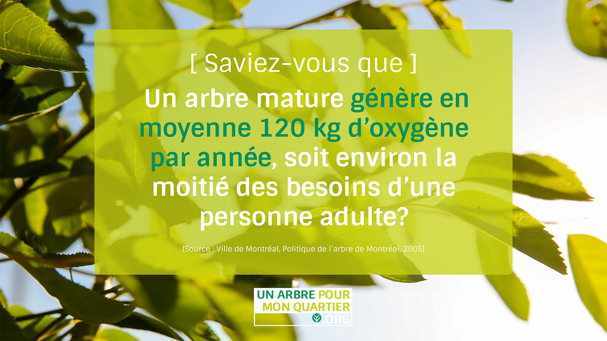 VilleEnVert's tweet photo. #UnArbrePourMonQuartier invite les Montréalaises et les Montréalais à planter des arbres sur leurs terrains.

Les citoyens intéressés peuvent s'en procurer un ou plusieurs en prévente pour la modique somme de 25 $ l’unité (35 $ pour les fruitiers)

https://t.co/u05ZaXEzob

#uapmq https://t.co/R2bKwY8Tk3