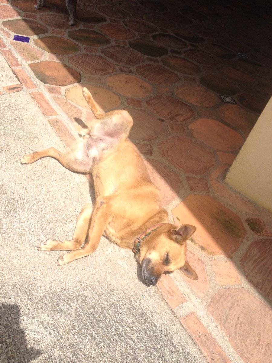 unapataamigaccs's tweet photo. RITA busca hogar en #CARACAS #elhatillo 2 años esterilizada . Corre riesgo de volver a la calle. Auxilio . 0412-5579386 dócil y cariñosa con personas. Con otros perritos no tan simpática. https://t.co/HLTo8DYfZ2