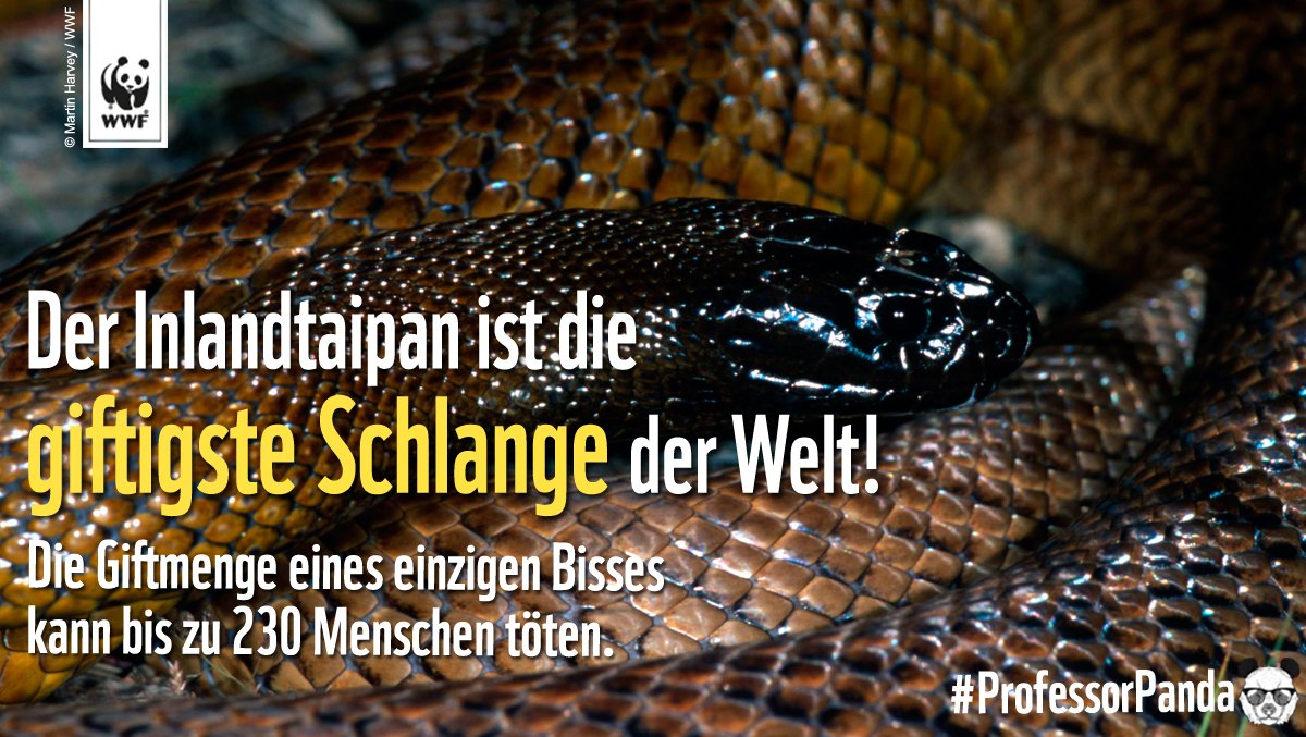 WWF_Deutschland's tweet photo. Der Inlandtaipan ist die giftigste Schlange der Welt!
#ProfessorPanda #Weltschlangentag https://t.co/4DAsX1sIYc