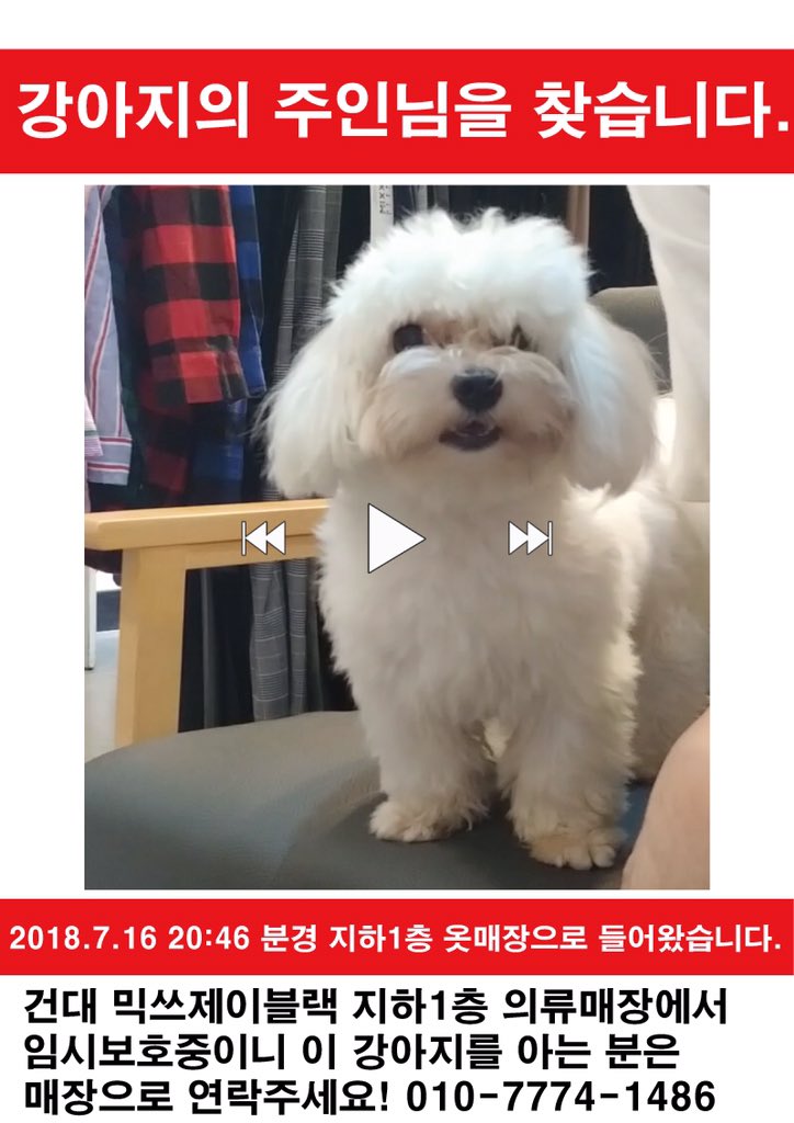 RT 부탁드려요. 아는분 가게에 강아지가 길을 잃었는지 들어와서 임보중이래요. 건대입구6번출구 근처 커먼그라운드 근처의 믹쓰제이라는 옷가게에 힌강아지임보중입니다! 미용도 잘되어있고 엄청 얌전하대요. 주인분은 사진연락처로 연락주세요!