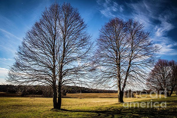 lisartop's tweet photo. New artwork for sale! - "Two Trees " - https://t.co/4FcL6JC2WT @fineartamerica https://t.co/Uik2B7mwbu