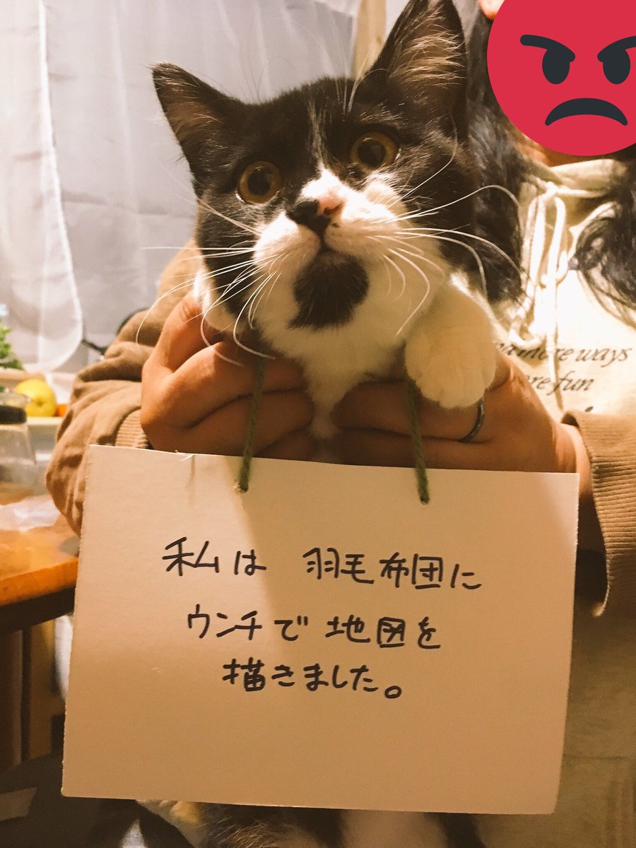 ｮ On Twitter 猫の悪いところ