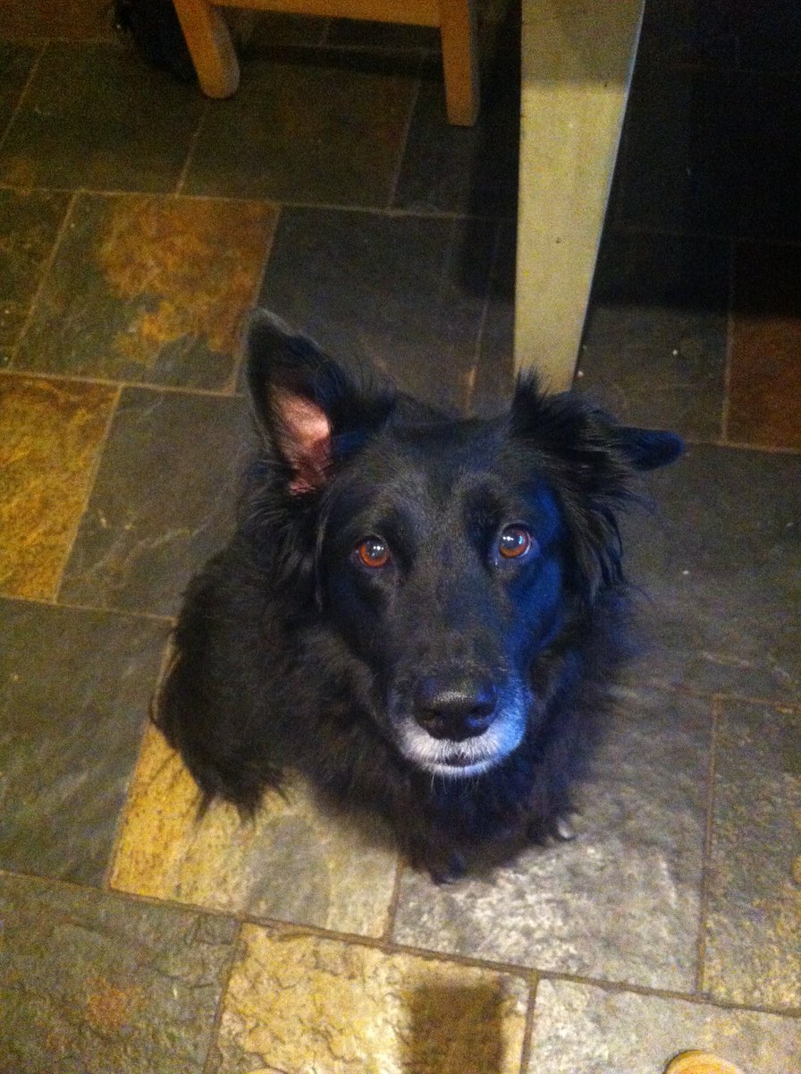 TheBandBAcademy's tweet photo. Nos da our best, beautiful little black Welsh dog, Mitsi.
Thank you for a wonderful 13 years.
Enjoy running free, chasing rabbits and squirrels, swimming in streams, eating the odd mouse, having lots of Murphy cuddles and, of course, playing some amazing games of #MurphyBall 💔🖤 https://t.co/Nn13P7OquG