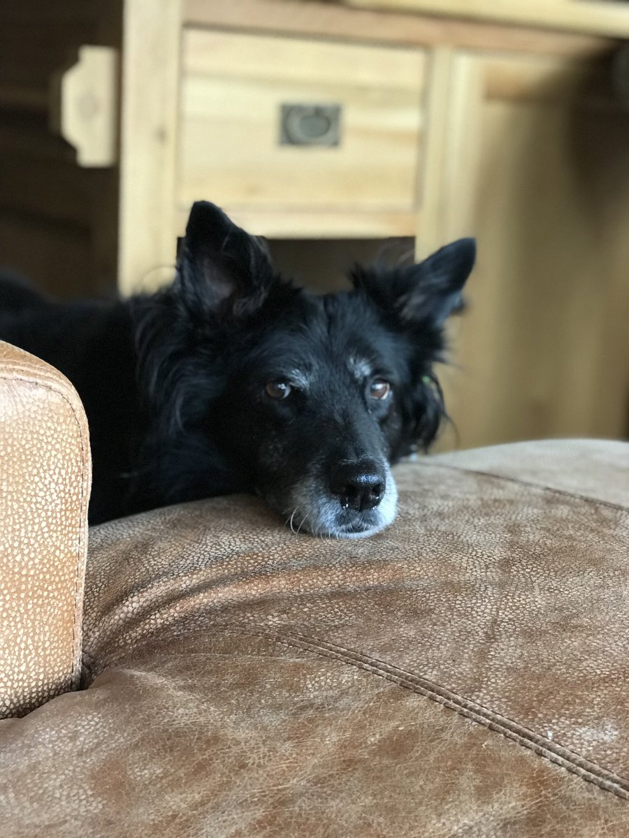 TheBandBAcademy's tweet photo. Nos da our best, beautiful little black Welsh dog, Mitsi.
Thank you for a wonderful 13 years.
Enjoy running free, chasing rabbits and squirrels, swimming in streams, eating the odd mouse, having lots of Murphy cuddles and, of course, playing some amazing games of #MurphyBall 💔🖤 https://t.co/Nn13P7OquG
