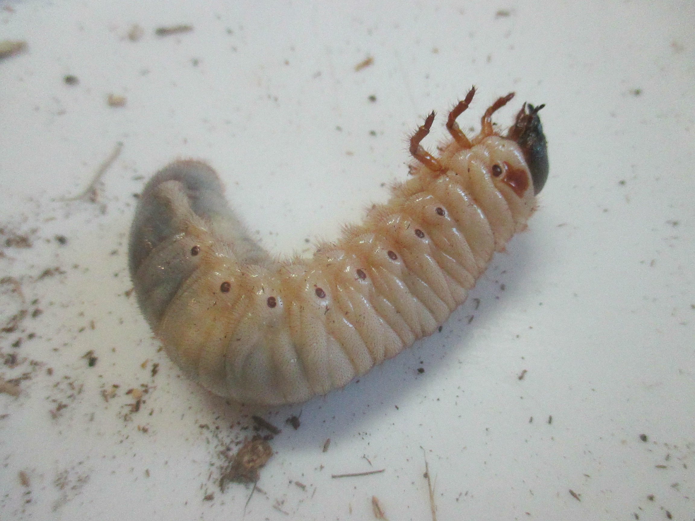 鉄道 生き物探検隊 生き物図鑑 カブトムシ 学名 Allomyrina Dichotoma 夏を代表する昆虫で オスには立派な角があります 幼虫は土の中で暮らし 腐葉土を食べますが 成虫になるとクヌギやコナラの樹液を食べます カブトムシ 橿原市昆虫館 甲虫