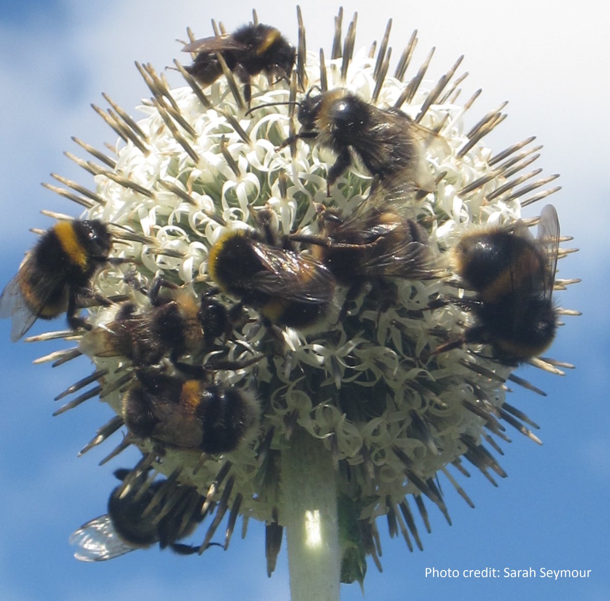 In summer, some plants produce so much nectar it is possible to see many #bumblebees all on the same flower head. If you see lots of lazy-looking bees in late summer, lolling about on flowers, they may well be nectaring males conserving their energy for queen chasing! #pollinator
