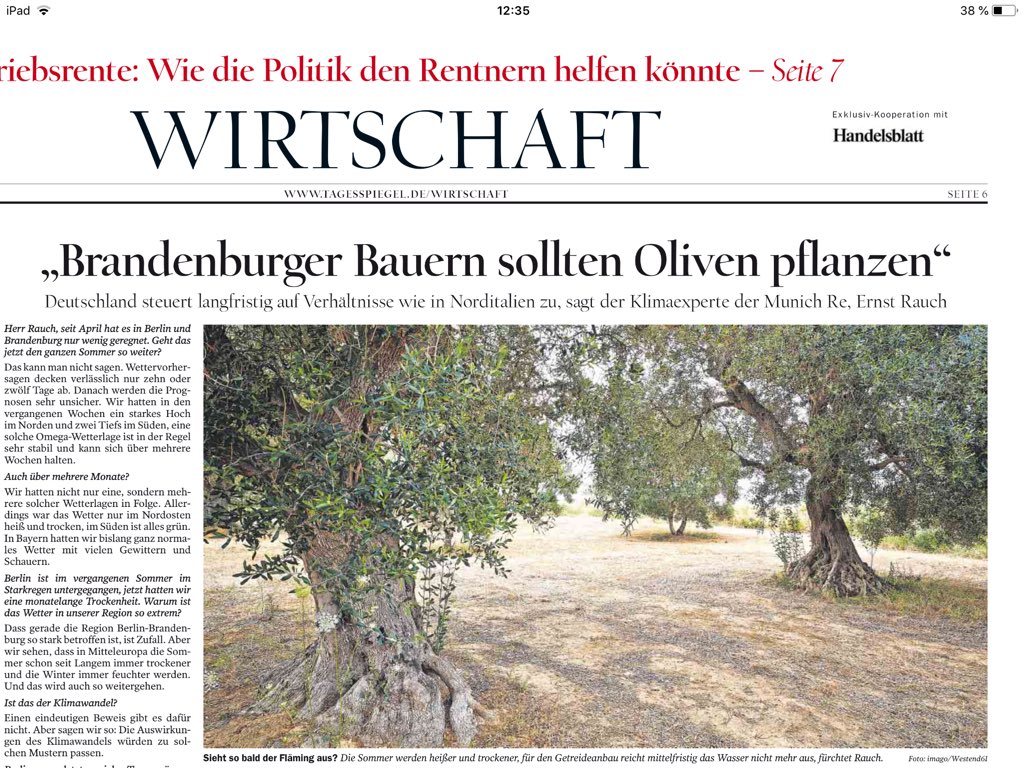 Guter Vorschlag. Oliven statt Kohl. Klimaexperte rät zum Olivenanbau in Brandenburg, heute im @Tagesspiegel