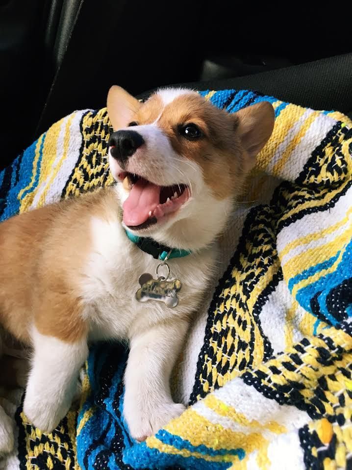 ltspuppy's tweet photo. When somebody asks me if I want to go get food. https://t.co/4A73Mx0kBP