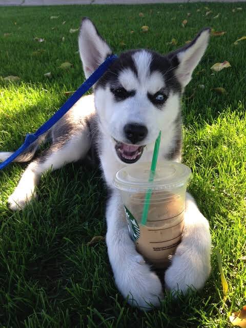 Huskyyjay's tweet photo. https://t.co/fGNCT8hZu4