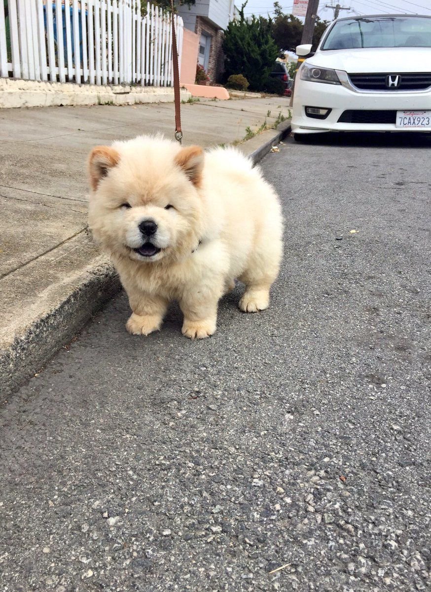 ltspuppy's tweet photo. look at this fluffy doggo ???? https://t.co/gviFAOm8Ii