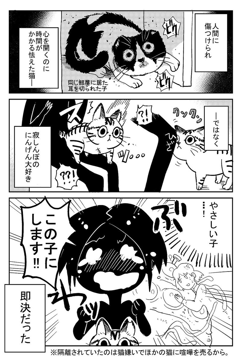 猫飼いました(右から読みます) 