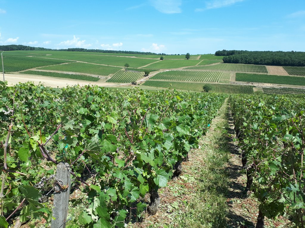 perenonfbleu's tweet photo. Désolation ce matin dans les vignobles de la côte de Nuits après l'épisode de grêle #Comblanchien à #Premeaux-Prissey ou #Marey-lès- Fussey  #Vignes #Bourgogne https://t.co/Ln6f60tldP