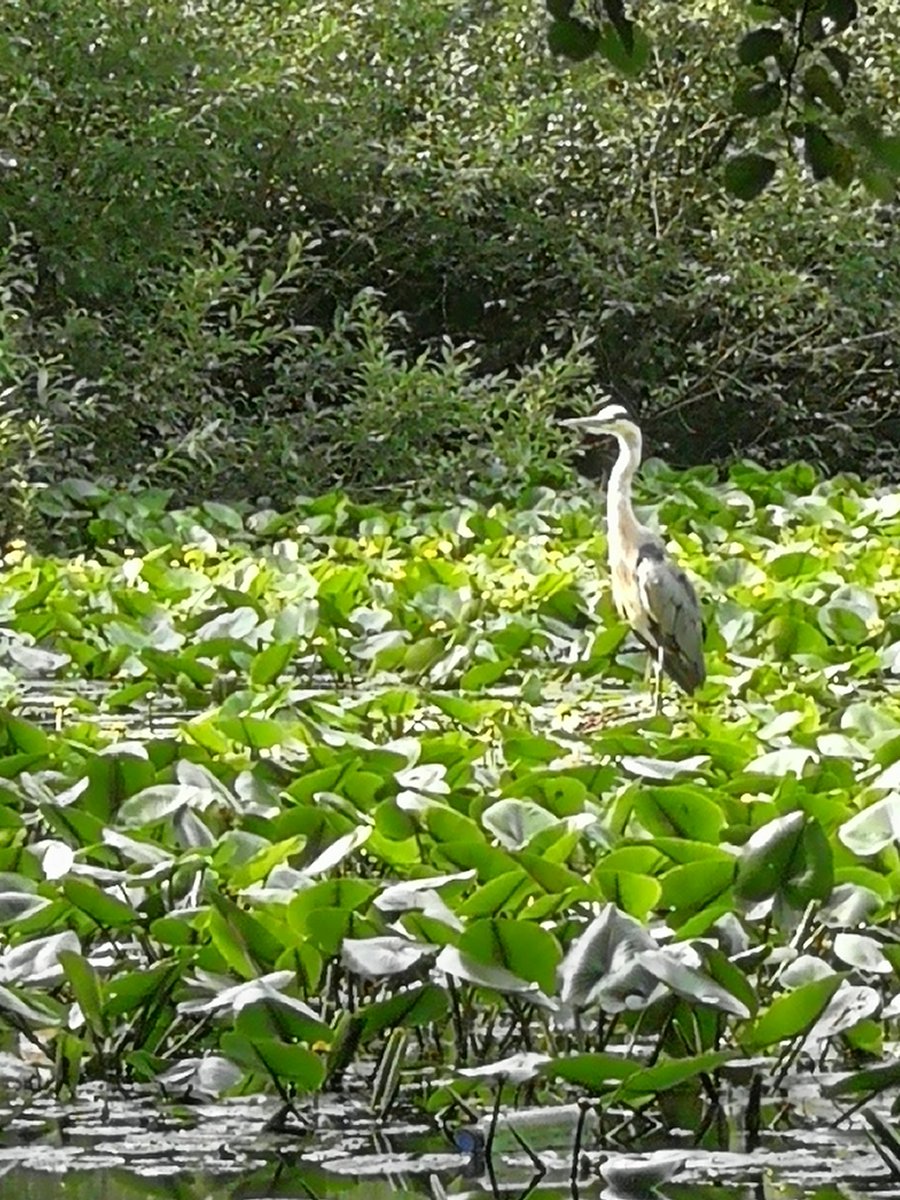 Went cycling with @ParkrideMM and saw my first grey heron in Sutton park #wildlife #suttonpark #getoutgetactive
