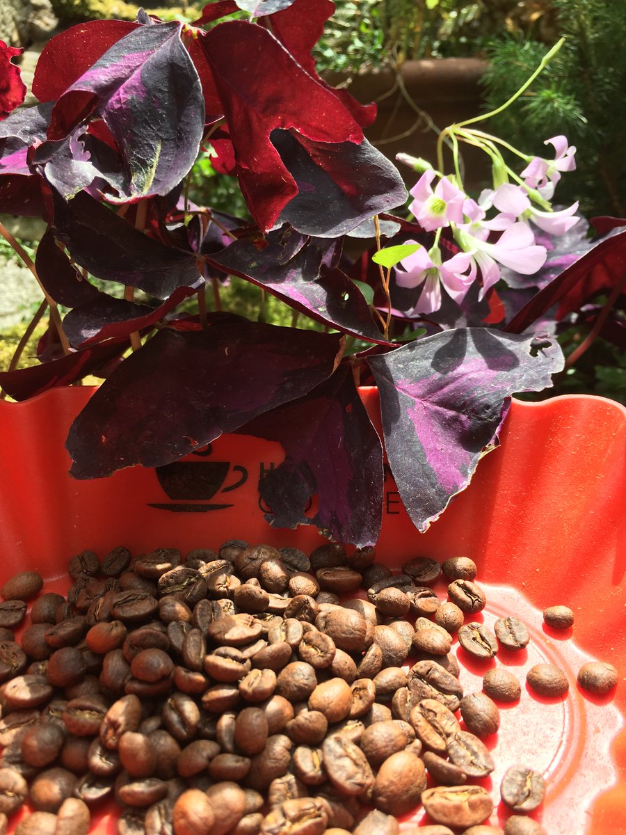 espresso_base's tweet photo. Something “Special” is coming... follow the bean... experience the pleasure https://t.co/WoaCwmRXgu