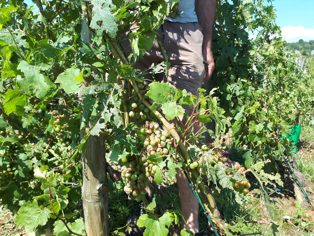 perenonfbleu's tweet photo. Désolation ce matin dans les vignobles de la côte de Nuits après l'épisode de grêle #Comblanchien à #Premeaux-Prissey ou #Marey-lès- Fussey  #Vignes #Bourgogne https://t.co/Ln6f60tldP