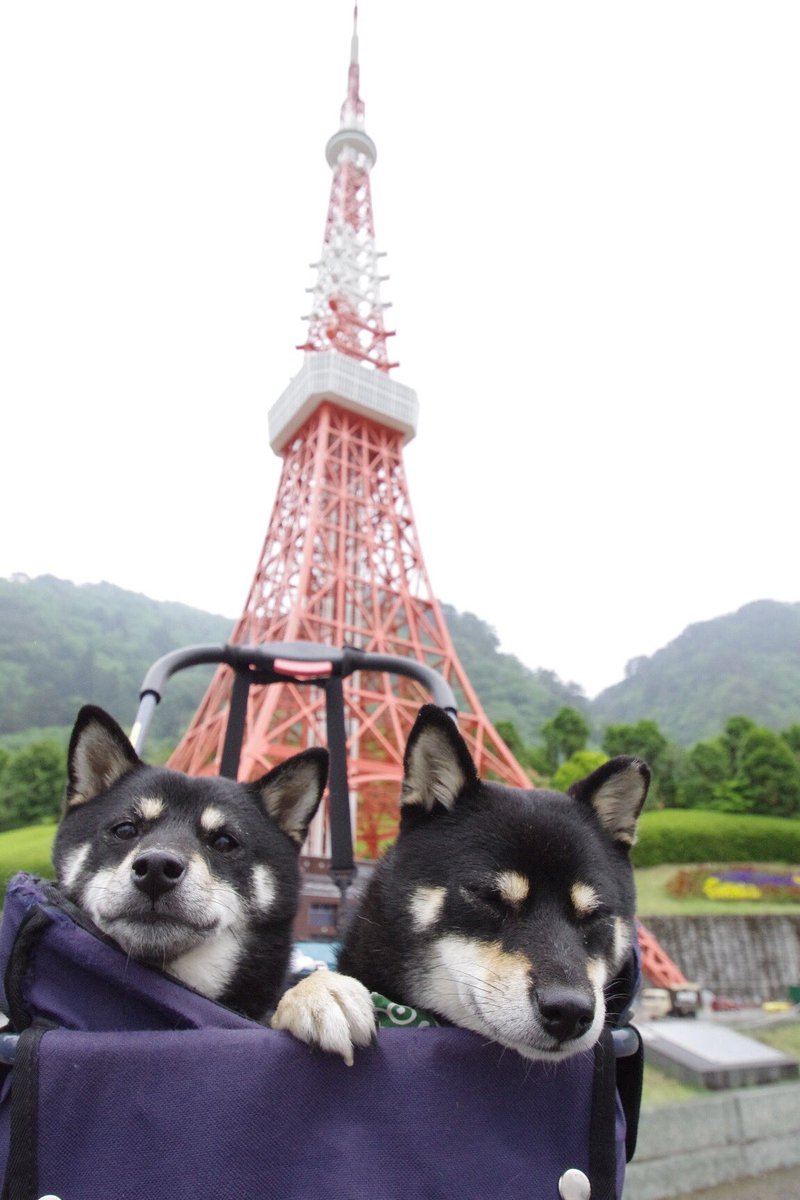 dog shiba inu no humans bandana outdoors tree animal  illustration images