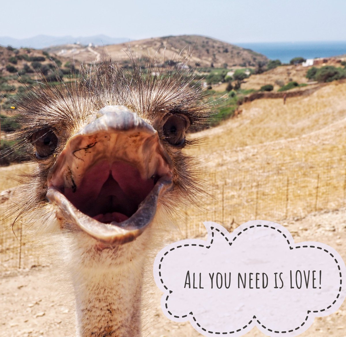 girovagate's tweet photo. All you need is love!
Da #Lipsi con amore... 😂😂😂

Buon inizio settimana!

#girolipsi #isoladeacalipso https://t.co/2J8f696uDV
