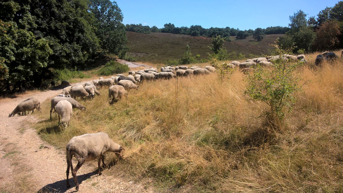 JoseHermens's tweet photo. Lunch wandeling @Brunssummerheide met tevens: foto brandplek: check, afval, plastic opruimen: check, herder gesproken over #droogte: check. https://t.co/v5CCKOwcAP