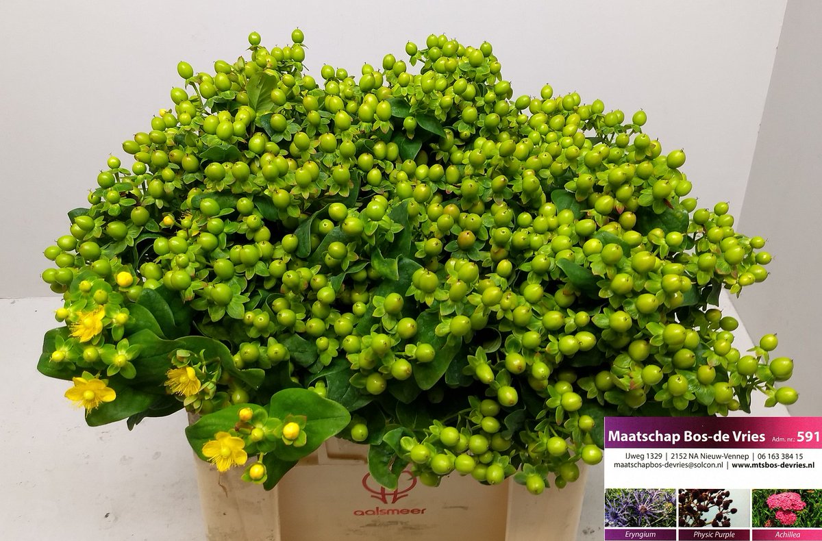 MtsBosdeVries's tweet photo. #wvwm Weer een mooie kar #Hypericum 'Coco Bamboo' in 3 verschillende lengtes voor de klok in Naaldwijk. https://t.co/BkxibUjg10