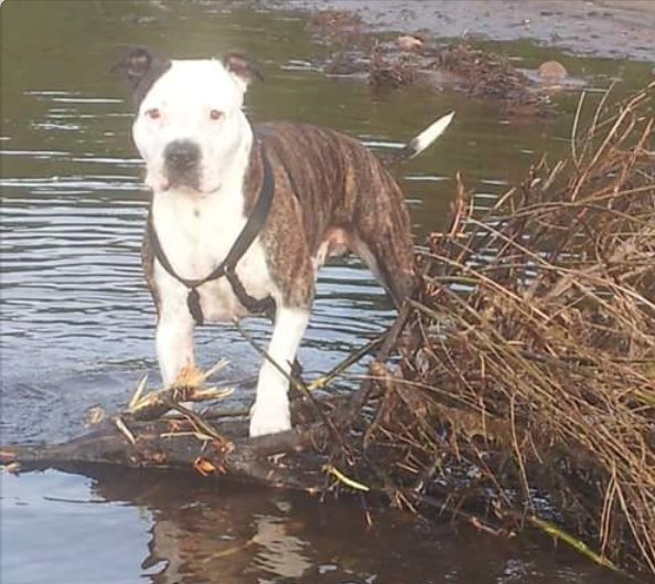 Cuiet426's tweet photo. Today my dog Bull turns 13 years old.....
Wish him a happy Birthday

#Dog #amstaff #Bullthedog https://t.co/oIN951mfb9