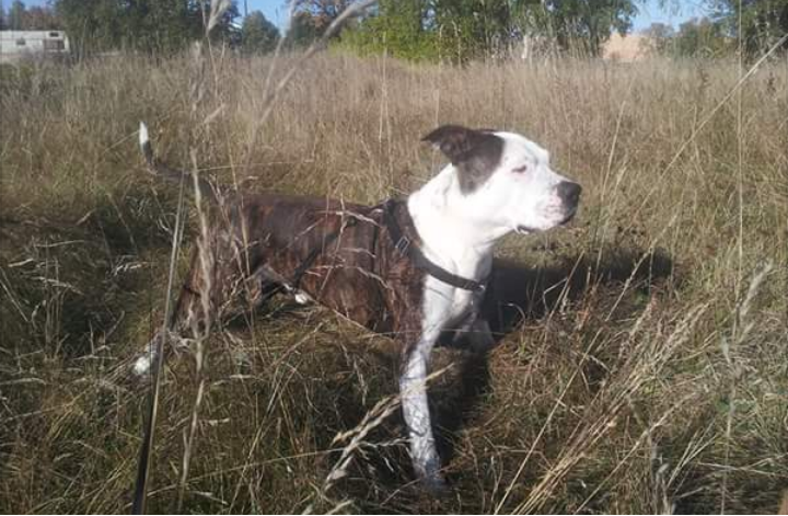 Cuiet426's tweet photo. Today my dog Bull turns 13 years old.....
Wish him a happy Birthday

#Dog #amstaff #Bullthedog https://t.co/oIN951mfb9