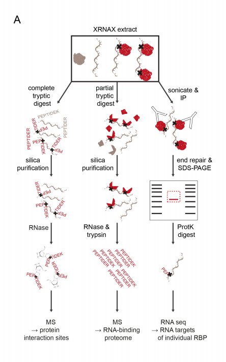 Sony_Selena's tweet photo. #Proteomics2018 #BioinformaticsResearch2018 
Proteomics- Methodology for Studying RNA/Protein interactions| visit link: https://t.co/fy2NpcSOE5  @kindcongress @plus91 @lifesciencenet @tabeeby_kw @MayoClinic @WorldAndScience @NatureBiotech  @WHO @_atanas_ @Sony_Selena https://t.co/D4USdFUk6E