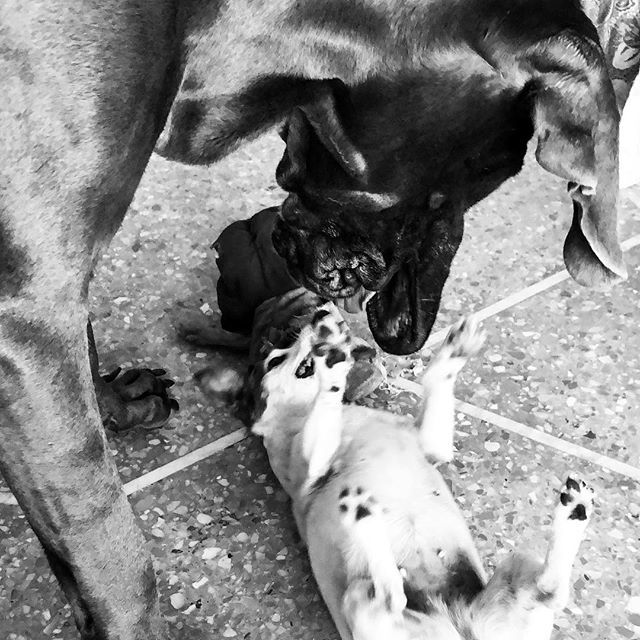 diegofogale's tweet photo. ||| il gigante e la bambina... giocando
•
•
•
•
#love #animal #lovemydogs #alano #alanoblu #jackrussell #gioco #amicizia #instadog #instanimal #dog #df (view&amp;follow on instagram https://t.co/nNmzMq4oLg) https://t.co/ZjsjL48mmA