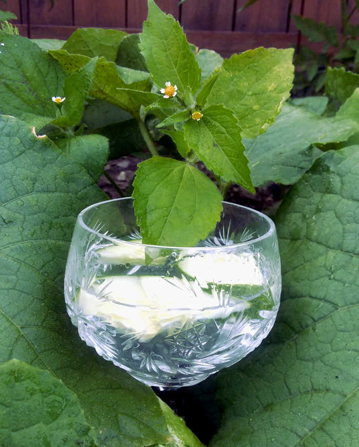 BroknCoconut's tweet photo. Come on healthy girl! Cucumber infused water is perfect to take with you and sip all day as a delicious hydrating treat! #pure #allnatural #refreshing #crisp #clean #refreshing https://t.co/DmBrA4ZBQD https://t.co/2ubelMesJU