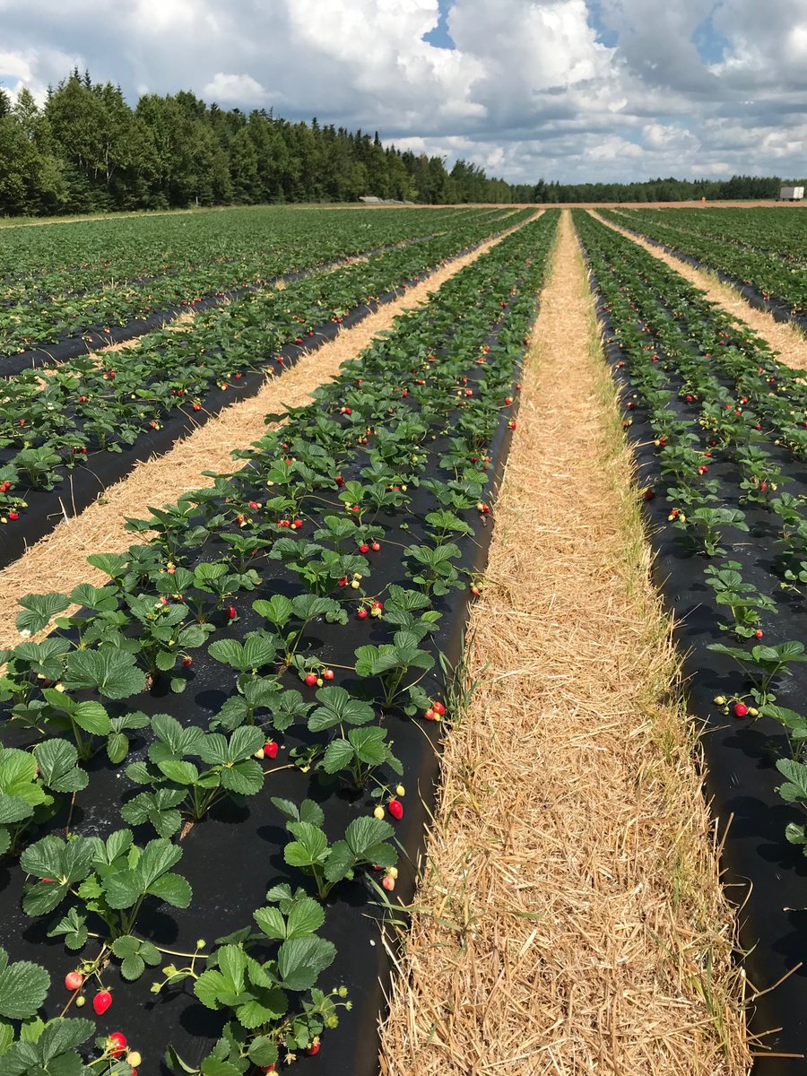 Pioneer rep some days. Strawberry scouter other days. Always a dirt farmer and a mama. Love being self-employed and doing what I love!!