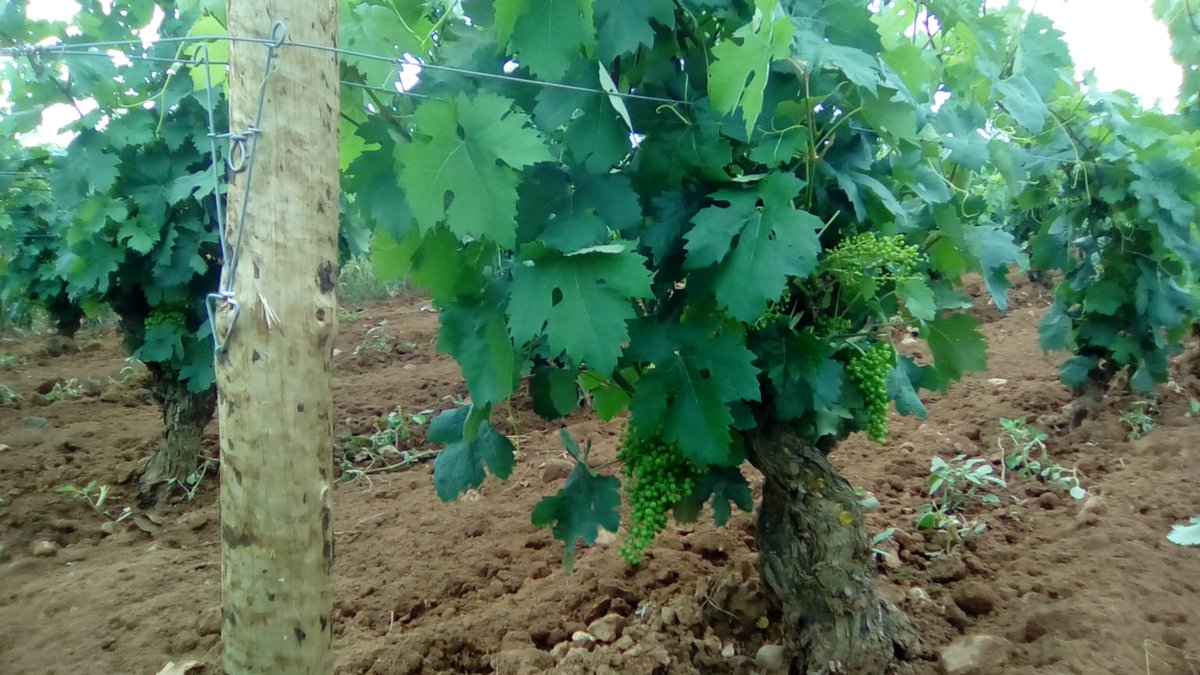 fincaallende's tweet photo. Durante estos días nuestro laboreo ha consistido en labrar la tierra para oxigenarla y favorecer la maduración de los frutos. Nuestra labranza se realiza mediante #tracciónanimal y aquí tenéis el resultado, en este caso, del #Pago de #Gaminde. #byMiguelAngeldeGregorio https://t.co/l09hme9HE2