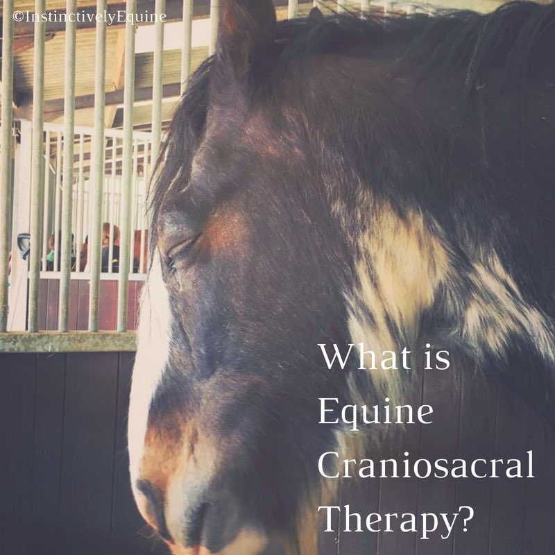 Instinctively Equine tweet media