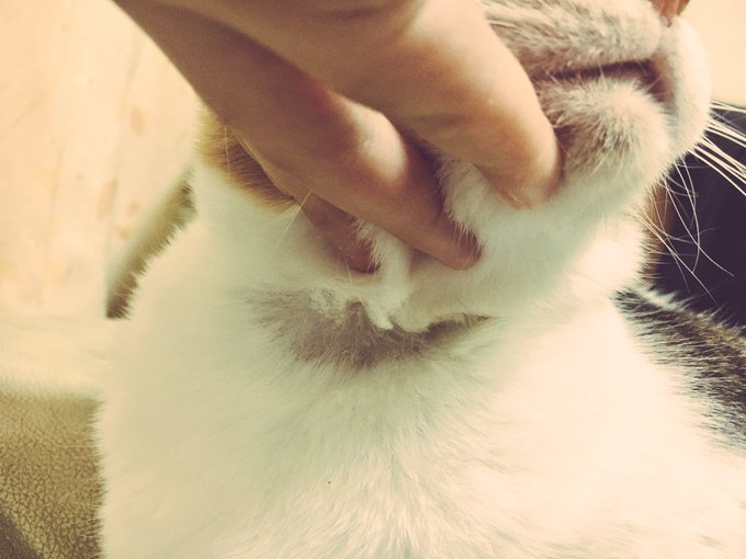 首輪で猫の毛がはげる原因は おしゃれで安全なおすすめ首輪も紹介します ネコア