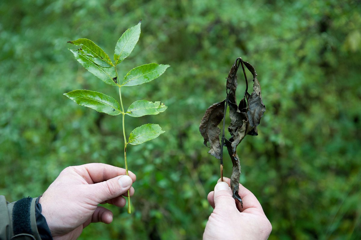ForestryComm's tweet photo. We're working with partners in government and industry to protect UK #trees from pests and diseases #treehealthnews https://t.co/n3zCsfHNS0 https://t.co/zfI8nocjSO