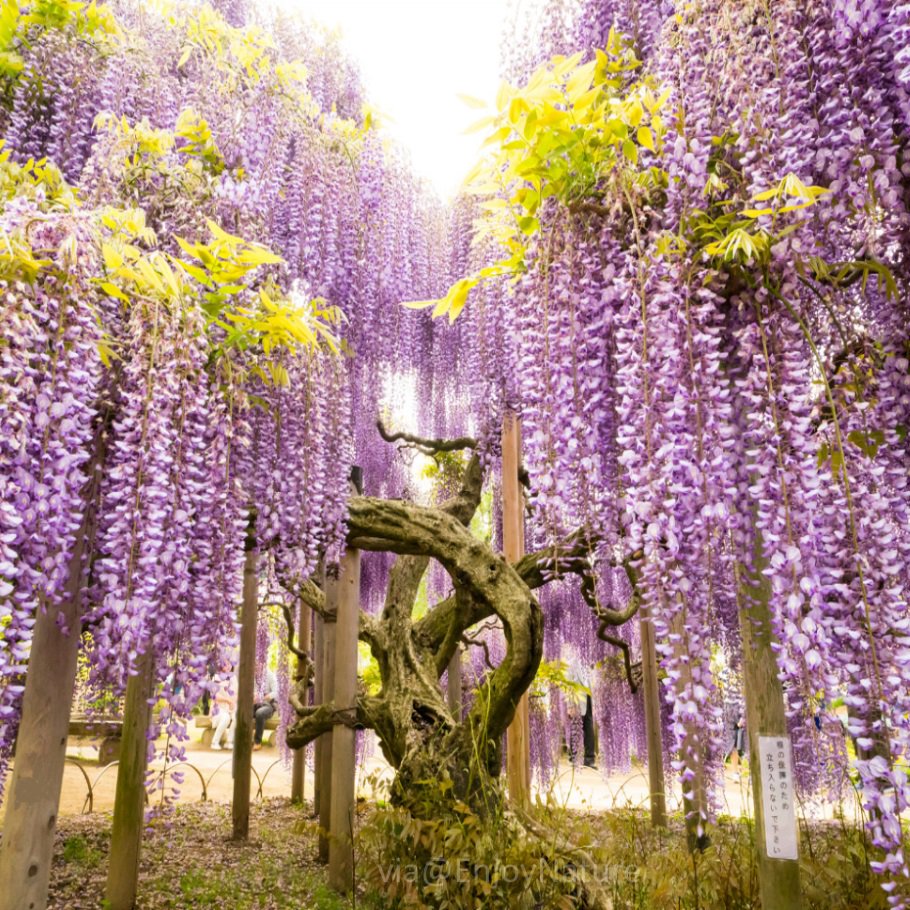 nkosi_khulu's tweet photo. Jump on board and take a trip to Japanese Pink Garden and Centenary Wisteria Tree. If you really in to travel don't forget this refreshing place.

#MusatravelBlogs
#travelblogger
#travelbloggerswanted
#Travel 
#MondayMotivation https://t.co/n1ckctsPOg